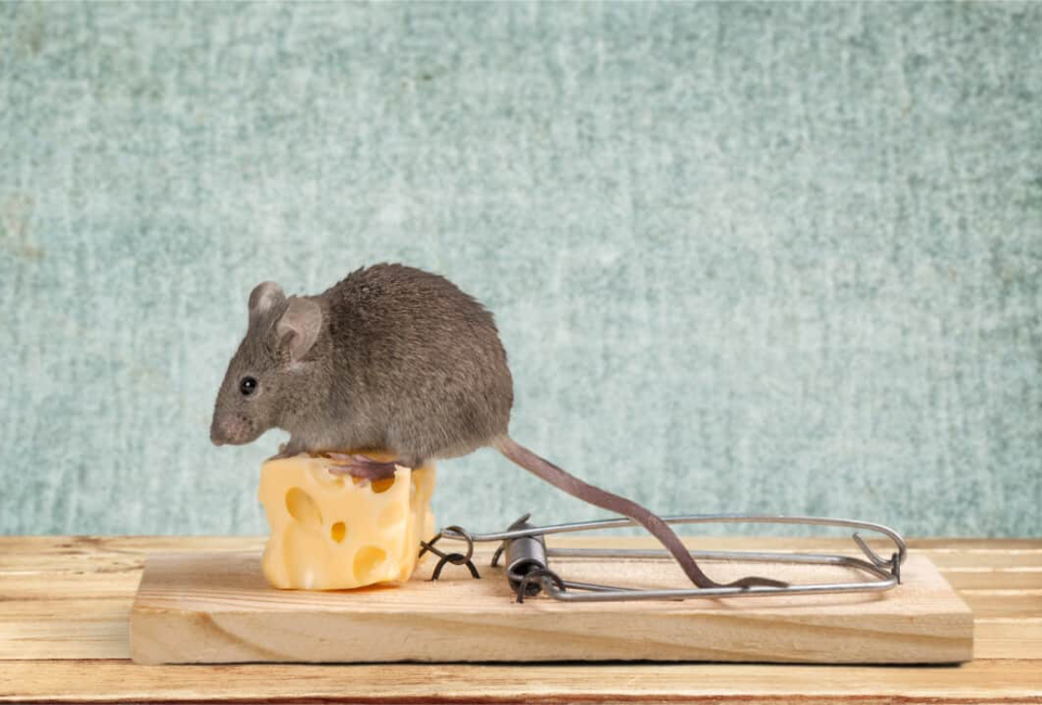 3 روش مرسوم برای خلاص شدن از شر موش همه چیز در مورد از بین بردن موش های خانگی - موش