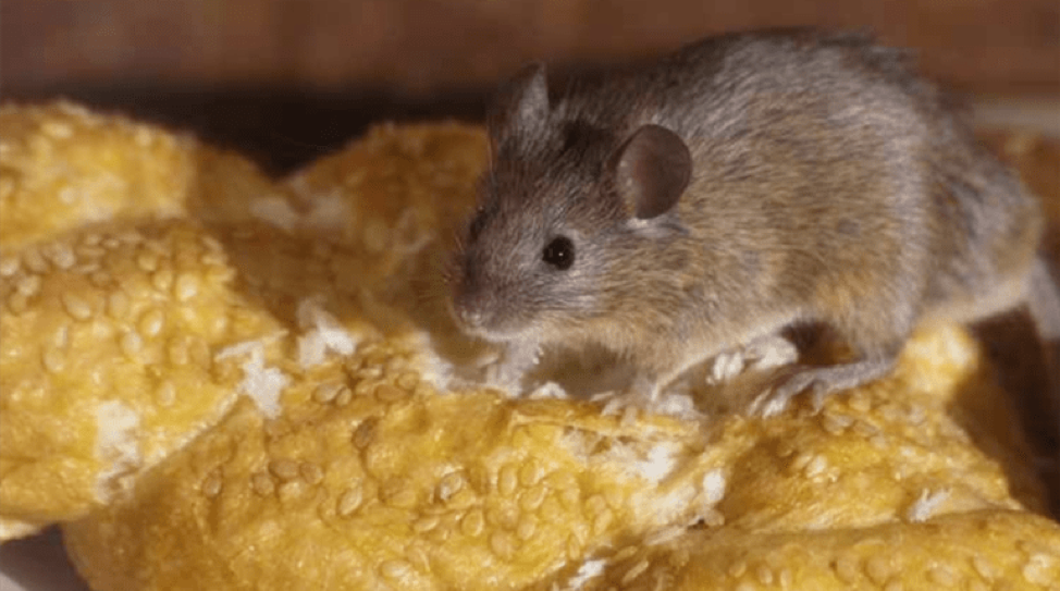 5 راه برای خلاص شدن از شر این موش ها به طور طبیعی و انسانی همه چیز در مورد از بین بردن موش های خانگی - موش