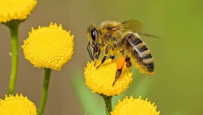 زنبور عسل عوارض و خسارت های ایجاد شده از زنبور قرمز - عوارض و خسارت های ایجاد شده از زنبور قرمز