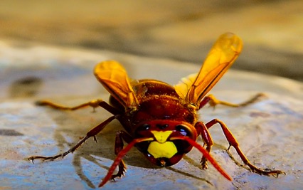 زنبور قرمز عوارض و خسارت های ایجاد شده از زنبور قرمز - عوارض و خسارت های ایجاد شده از زنبور قرمز
