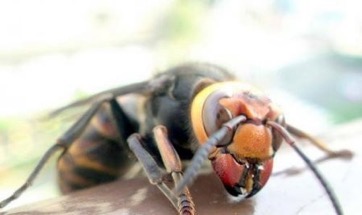 زنبور قاتل عوارض و خسارت های ایجاد شده از زنبور قرمز - عوارض و خسارت های ایجاد شده از زنبور قرمز